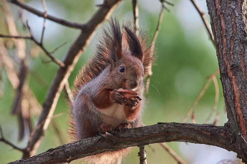 squrrel, volgograd, russia, wildlife, #photo preview