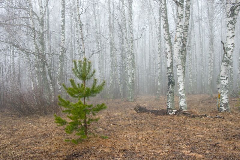 весна март утро туман сосенки березки нагуево Туманным утромphoto preview