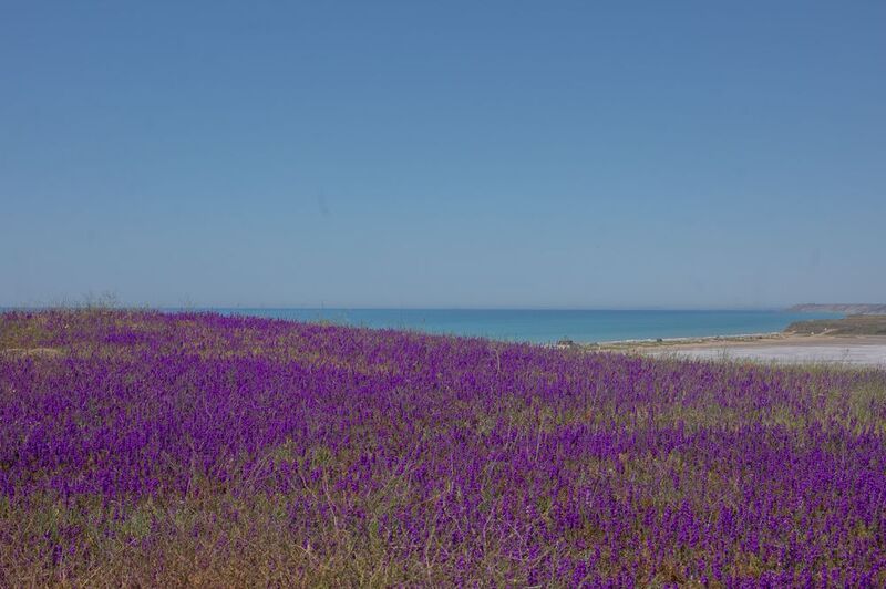 пейзаж горизонт цветы контраст тамань Цветной горизонт.photo preview