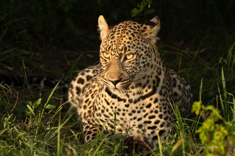 Леопардphoto preview