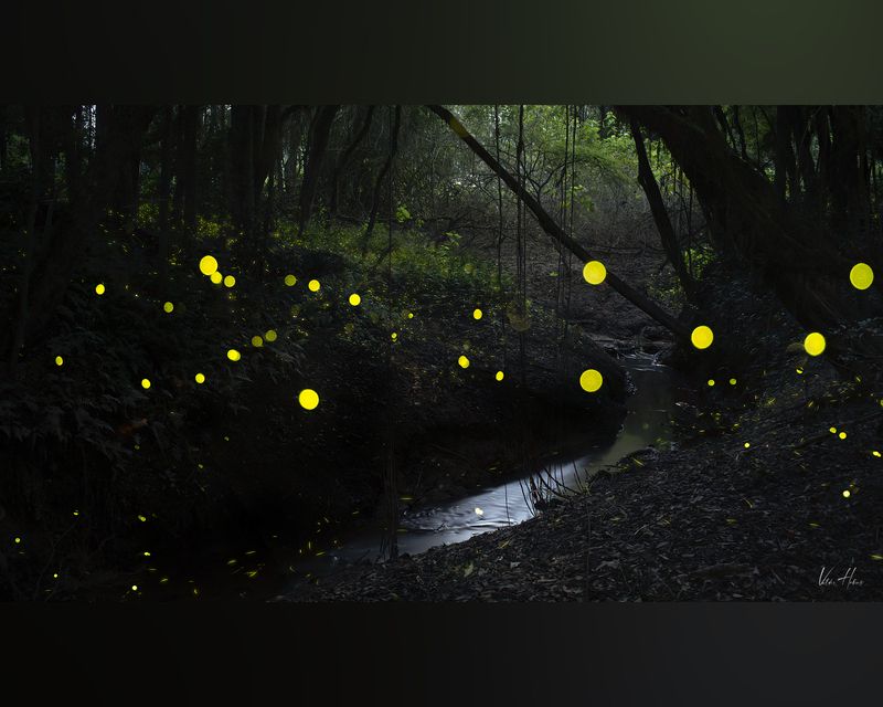 fairy Fairy fliesphoto preview