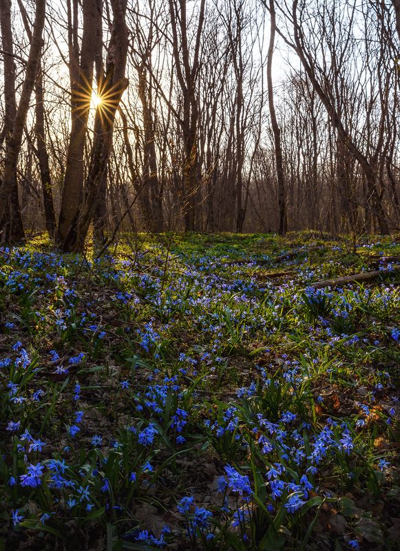 кавказ, кмв, кавказские минеральные воды, георгиевск, весна, природа, весенний лес, цветы, цветение, пролески, scilla hispanica, scilla siberica, scilla В весенне-синем лесуphoto preview