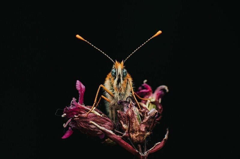 бабочка, макро, шашечница Маленькая шашечницаphoto preview