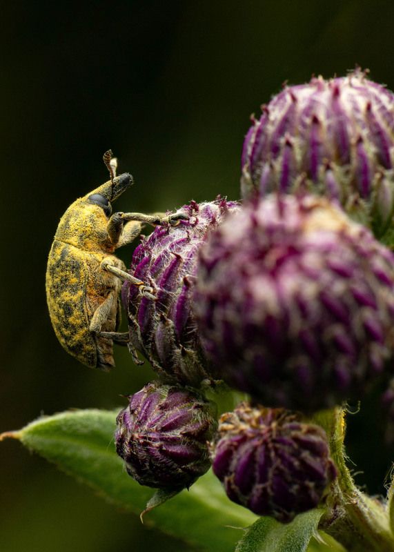 макро, долгоносик Жёлтый долгоносикphoto preview