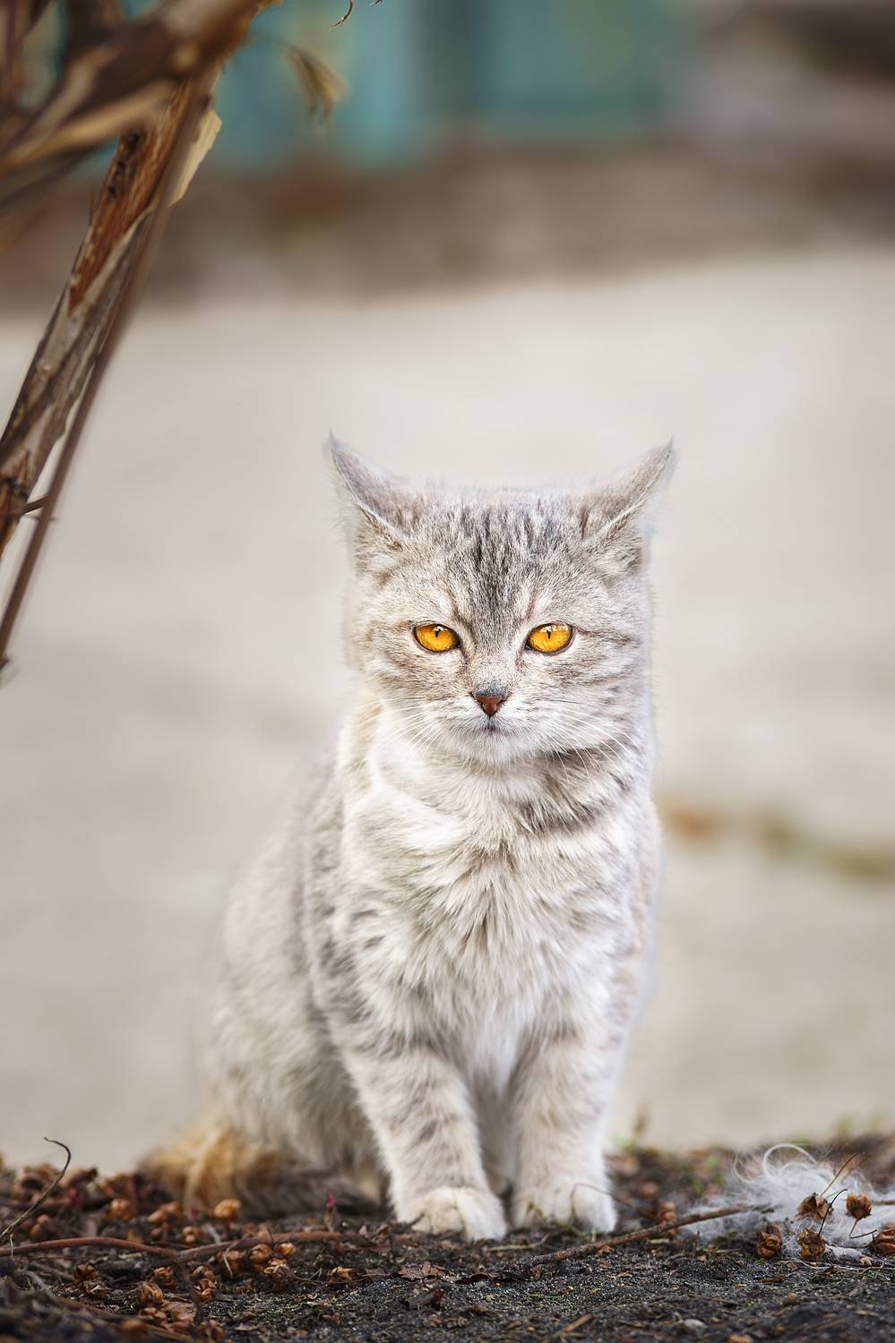 Котёнок. Автор: Корнеев Алексей , Корнеев Алексей