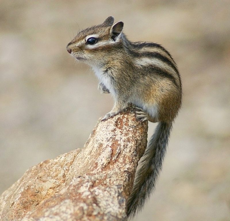 Бурундук на камушкеphoto preview