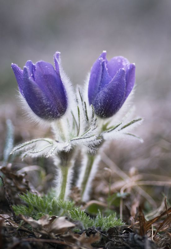 Сон-траваphoto preview