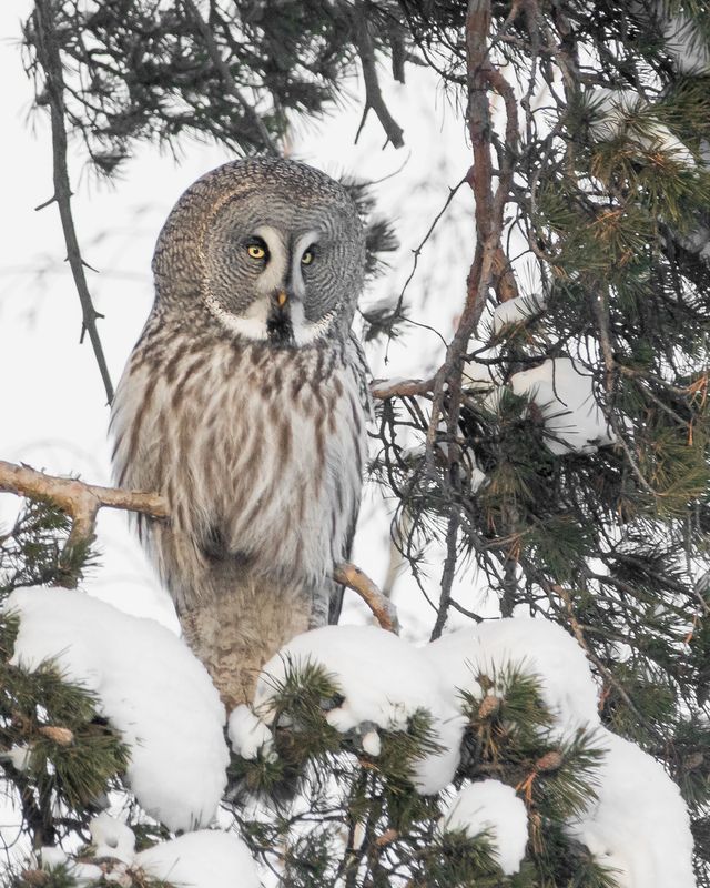 бородатая неясыть Бородатая неясытьphoto preview