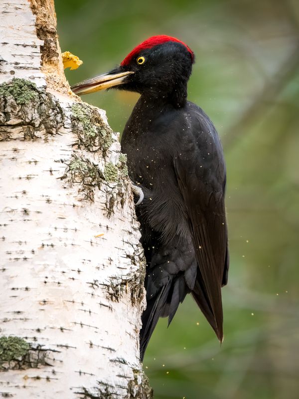 желна, черный дятел, бердвочинг Ой, подожди меня снимать - я носик припудрю!)photo preview