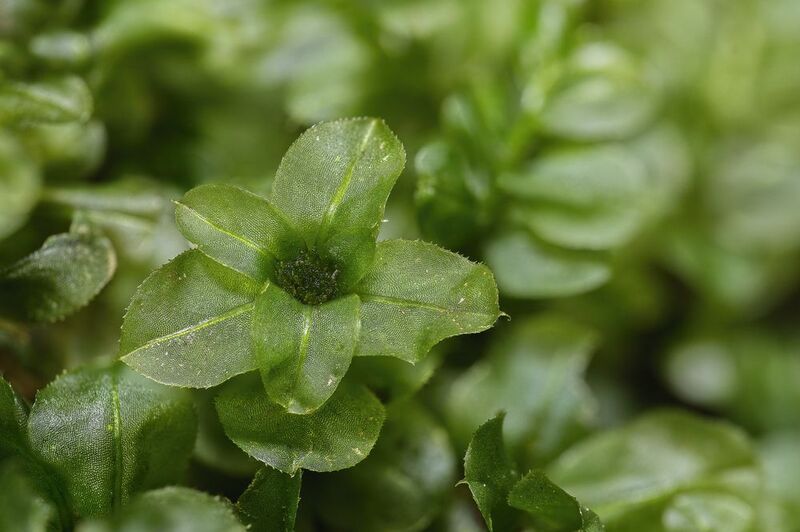 Rare flower...photo preview