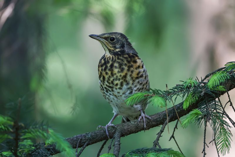 Слеток рябинникаphoto preview