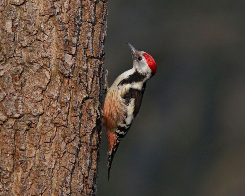 средний пёстрый дятел, вертлявый дятел, дятел, dendrocopus medius, middle-spotted woodpecker, woodpecker, парк имени макса ашманна Вертлявый дятелphoto preview