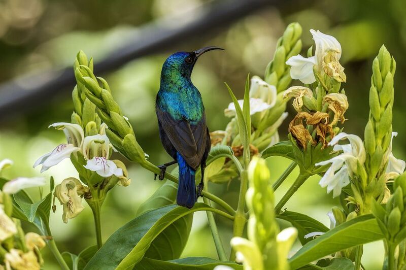Палестинская нектарница.photo preview