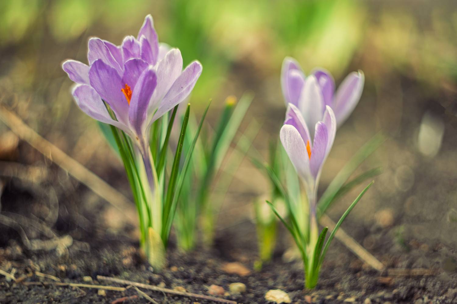 Весна пришла. Автор: Гуринович Дмитрий , Гуринович Дмитрий