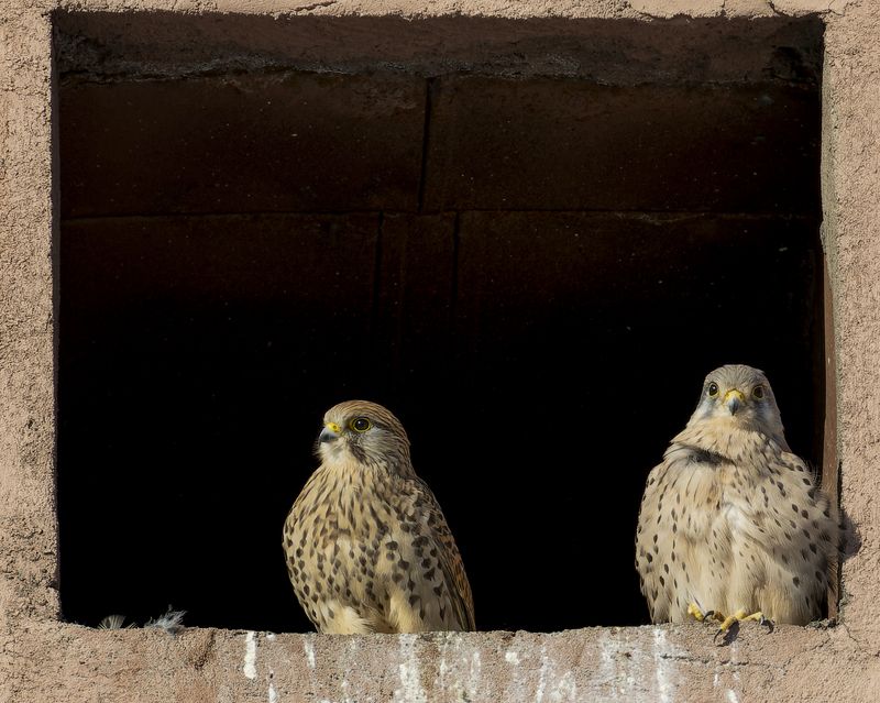 пустельга, птицы Семейство пустельги в городской застройкеphoto preview