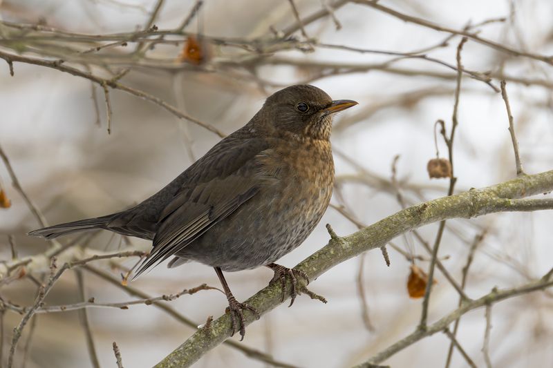 Черный дроздphoto preview