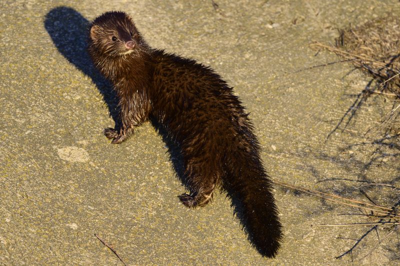 Американкаphoto preview