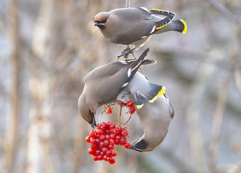 птицы,природа, весна Свиристелиphoto preview
