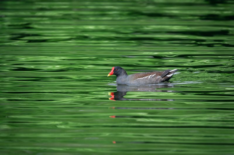 зеленый фон,камышница,common moorhen, waterhen, gallinula chloropus, озерная чайка, black-headed gull, chroicocephalus ridibundus; Зеленеют все опушки, зеленеет пруд...photo preview