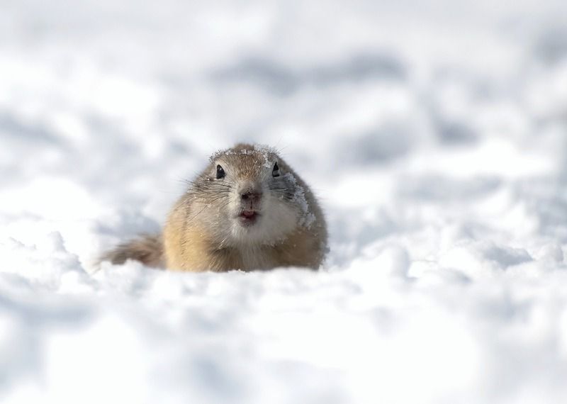 весна, снег, животные , суслик, сибирь Снежный сусликphoto preview
