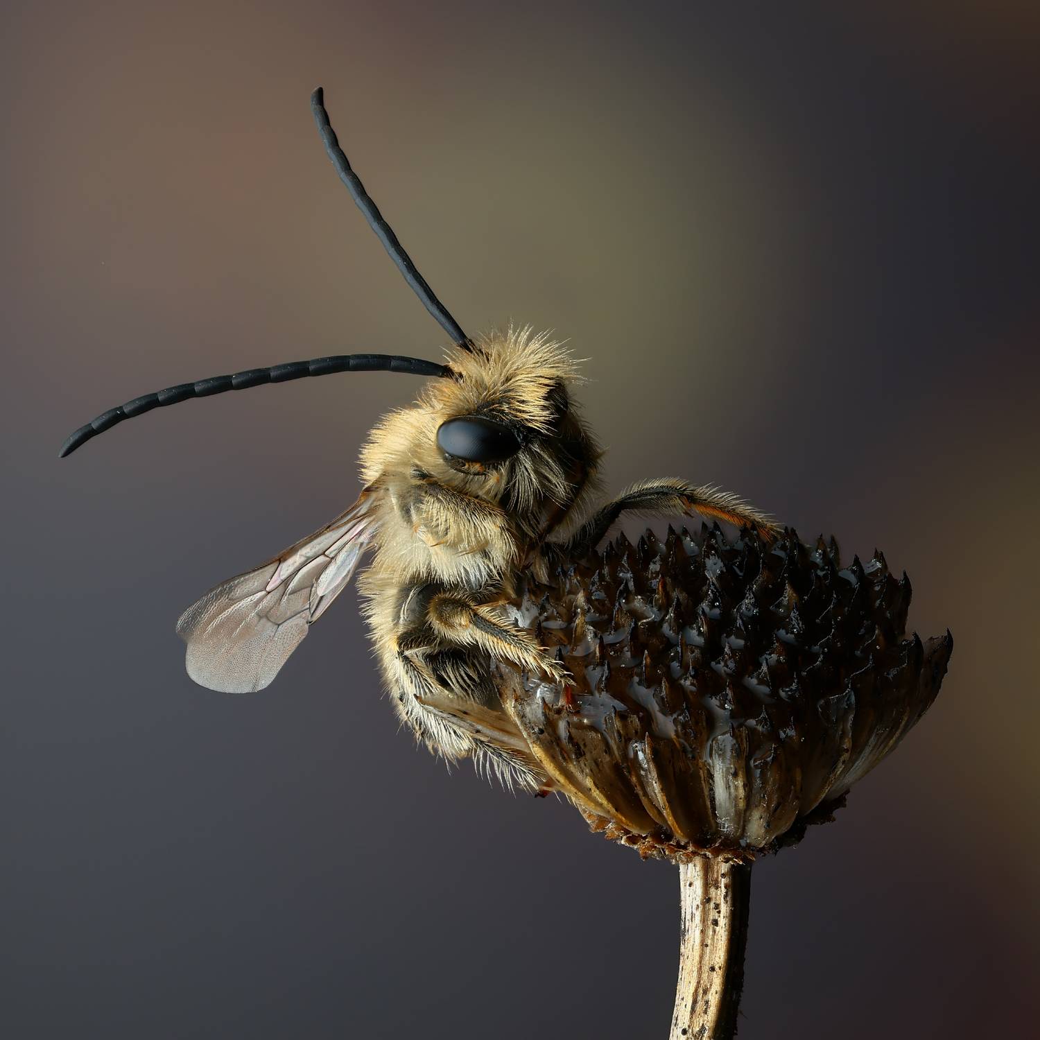 , Фруман Евгений