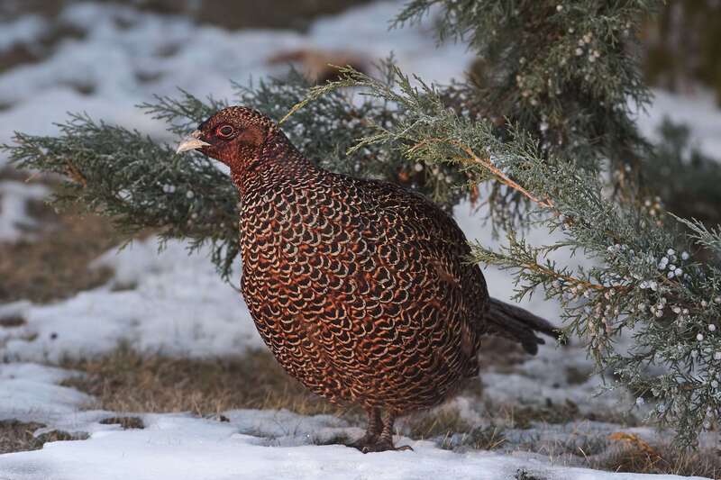 bird, birds, volgograd, russia, wildlife,  #photo preview