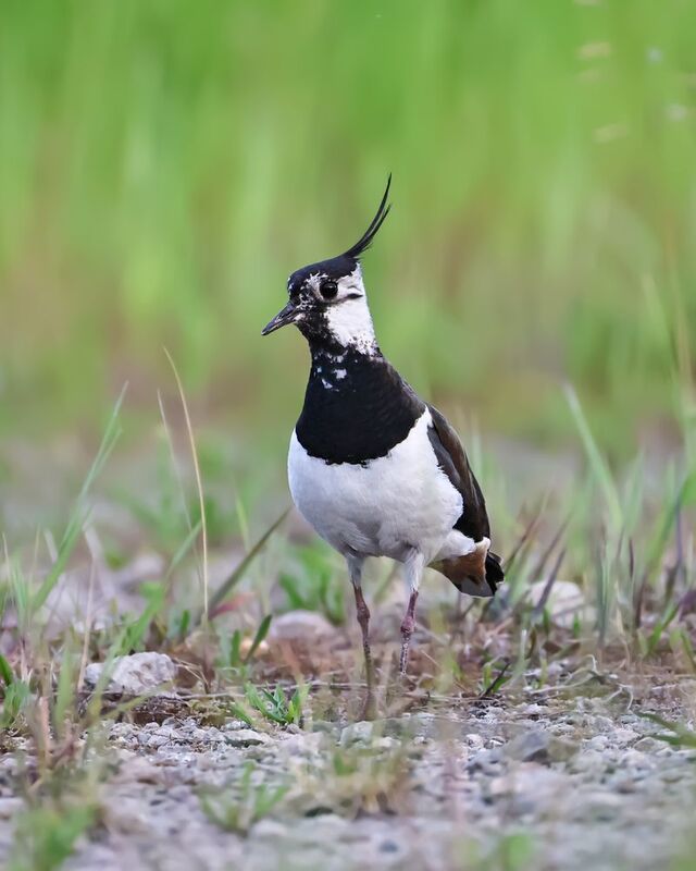 Чибисphoto preview