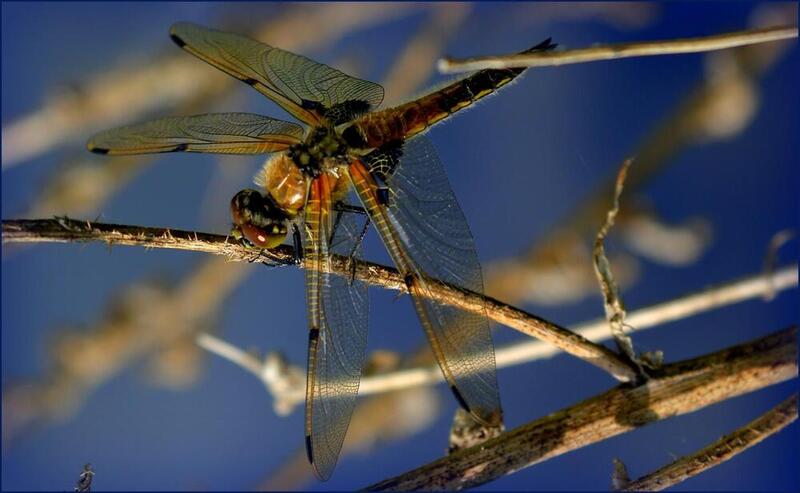 стрекоза, крупный план, макро, животные. природа, лето, крылья, стрекоза фото превью