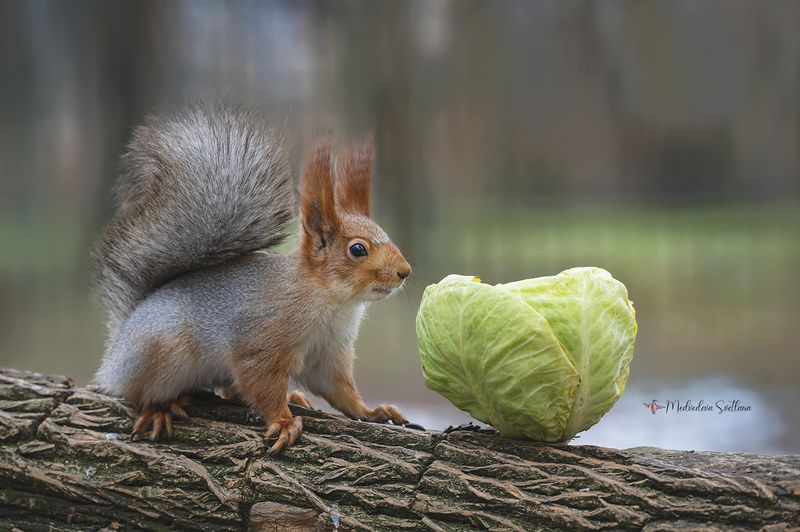 фотоохота, белочка, дикая природа. История с капустой.photo preview