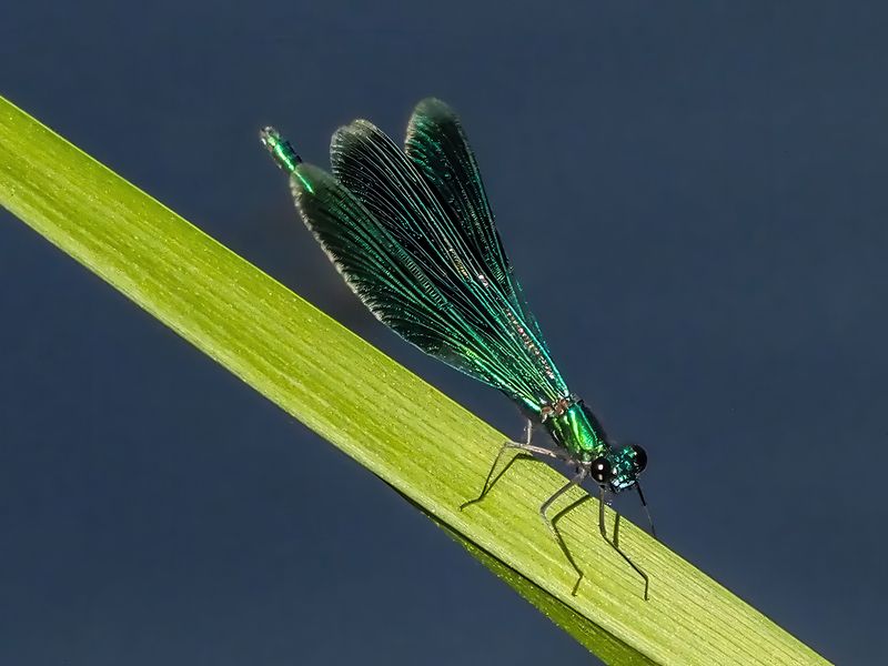 стрекоза Красотка блестящаяphoto preview