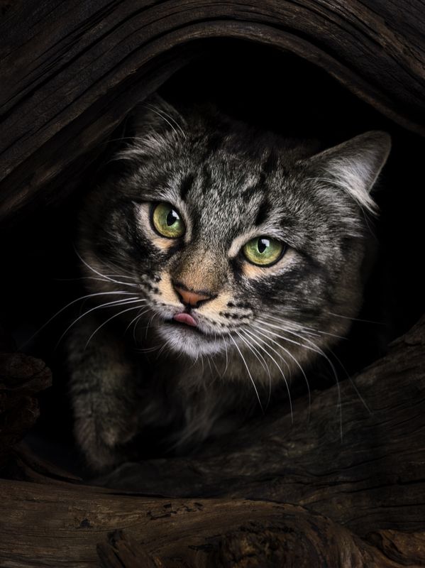 photo cat portrait Где вкусняшкаphoto preview