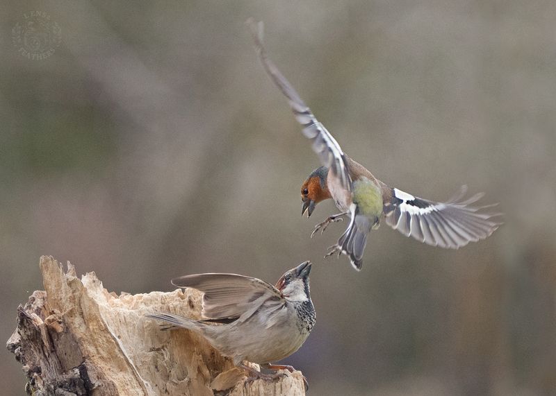 Зяблик - Lens and Feathersphoto preview
