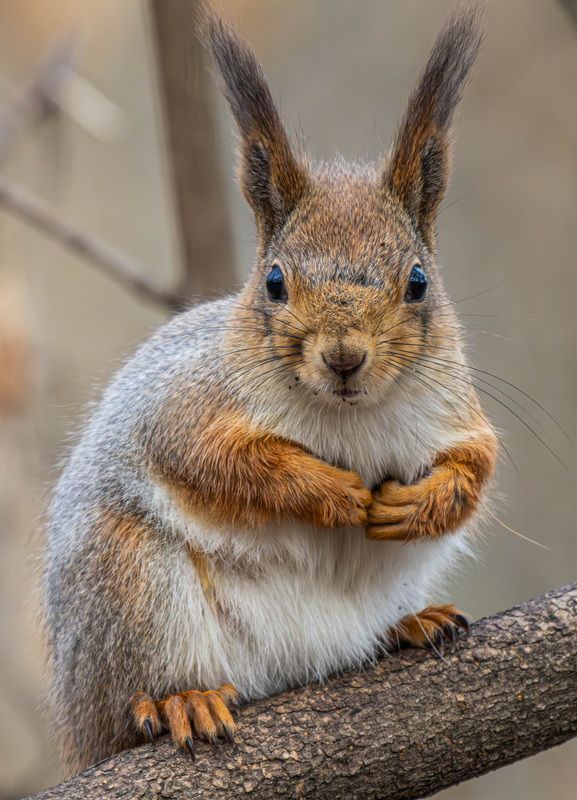 Белка фото превью