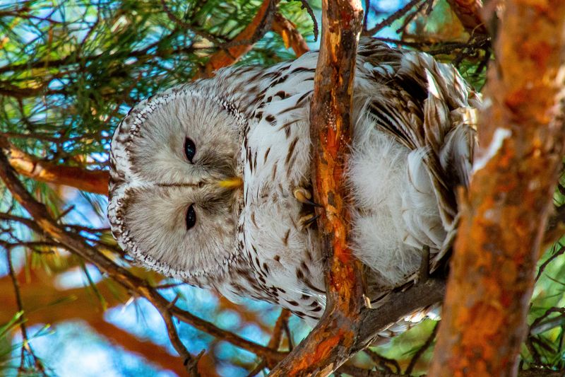 птицы сова неясыть  Ку-ку)))photo preview