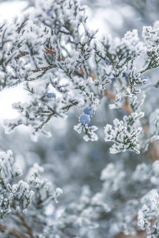 ✿⊱╮photo preview