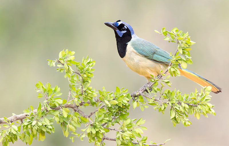перуанская разноцветная сойка, green jay, сойка, jay, texas Green Jay - Зелёная Перуанская разноцветная сойкаphoto preview