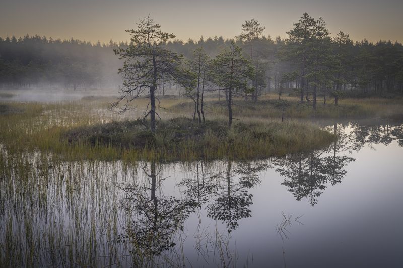 болота ленинградской области, рассвет, пейзаж Утро на болотеphoto preview