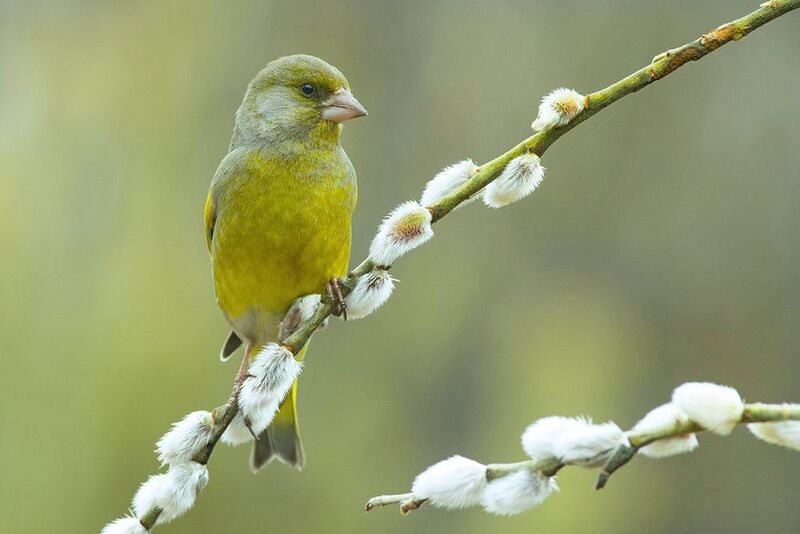 зеленушка,самец,верба,март Март - весенний месяц.photo preview