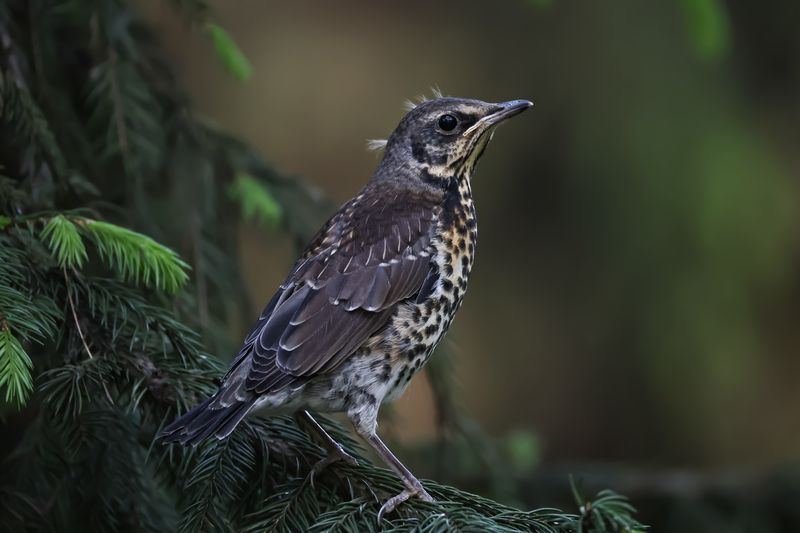 дрозд, рябинник, птицы, слеток Слеток рябинникаphoto preview