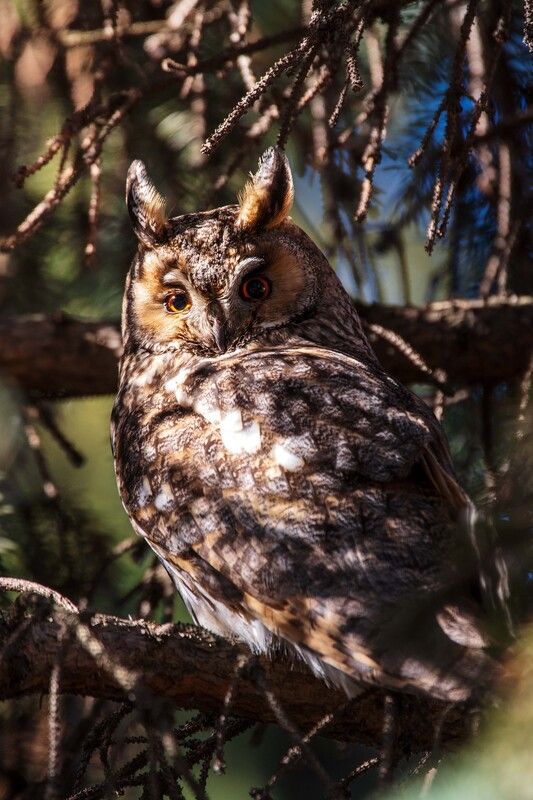 *** фото превью