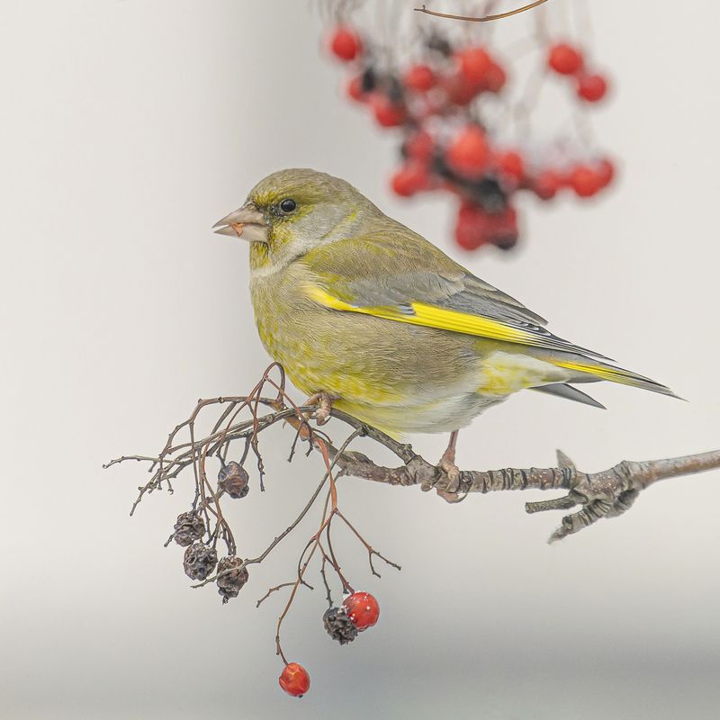 Зеленушкаphoto preview