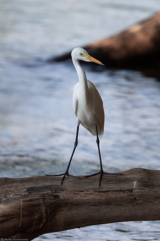 Большая белая цапля Большая белая цапляphoto preview