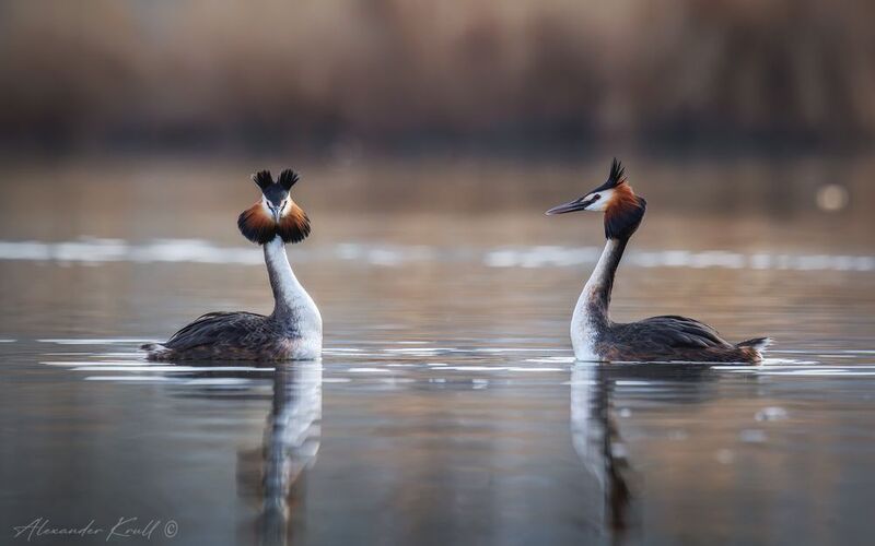 чомга, поганка, большая поганка, podiceps cristatus Когда чомги танцуютphoto preview