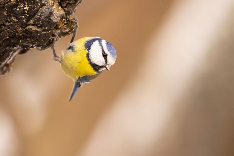 Titmousephoto preview