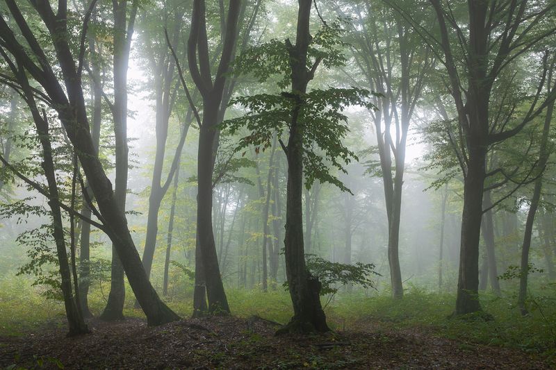 туман, нальчик, кизиловка, лес В тишинеphoto preview