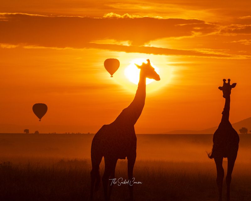 Animals, Wildlife, Giraffe, Silhoutte, Kenya, Maasai Mara Serendipity in Serengetiphoto preview