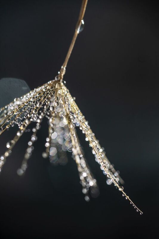 макро козлобородник капли Про каплиphoto preview