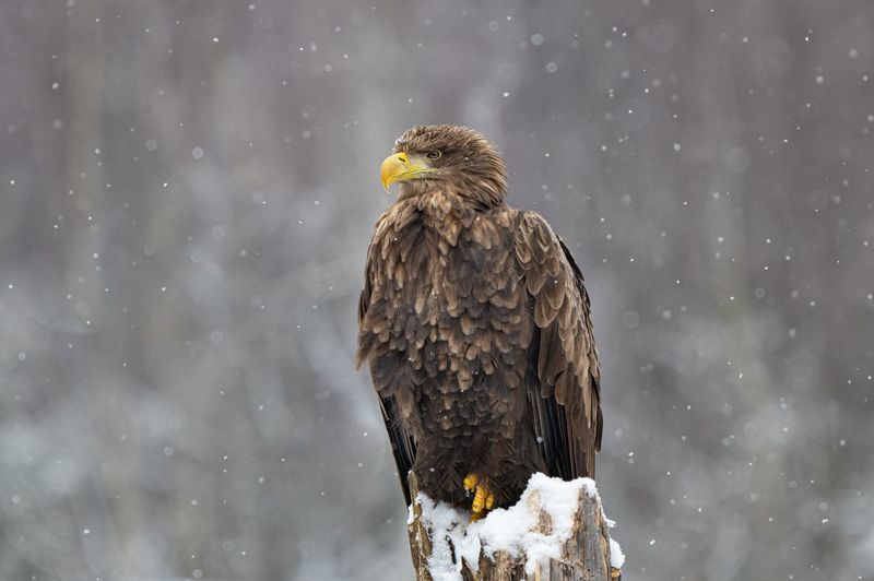 орлан, хищник, птицы, дикие, природа, зима, Беларусь Орлан-белохвостphoto preview