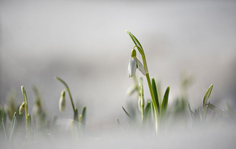 весна, галантус, подснежник Первыеphoto preview