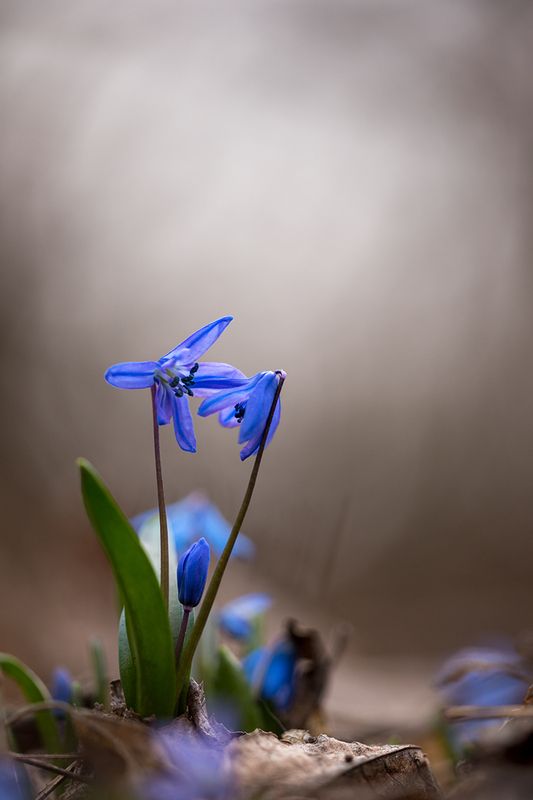 Пролесковая семьяphoto preview